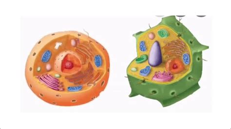 Maybe you would like to learn more about one of these? Cell | Part - 3| Difference between Animal and Plant Cell ...