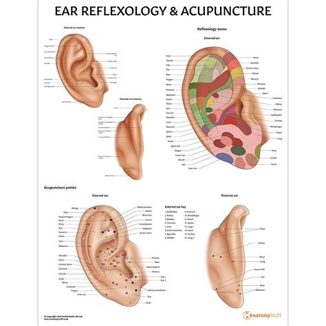 Ear Reflexology Acupuncture Chart Poster Laminated Ubicaciondepersonascdmxgobmx