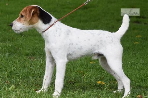 Here's five grooming tips for pet parents. Etta: Parson Russell Terrier puppy for sale near Inland ...