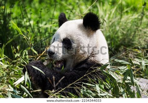 Cute Panda Chewing On Bamboo Sitting Stock Photo 2234344033 Shutterstock