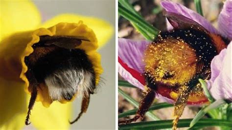 This genus is the only extant group in the tribe bombini, though a few extinct related genera (e.g., calyptapis) are known from fossils. Someone Noticed How Cute Bumblebee Butts Are, And Now We ...