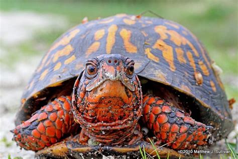 Eastern Box Turtlelove This Bright Orange Color On Himher Land