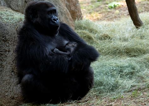 Western Lowland Gorilla Born At Zoo Atlanta Zoo Atlanta