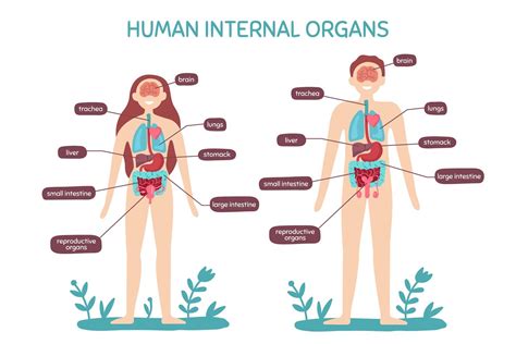 Cartoon Human Body Organs Anatomy Grafik Von Tartila Stock Creative