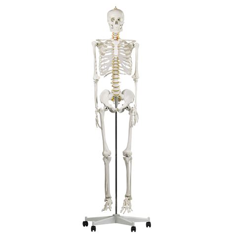 buy human skeleton model for anatomy life size medical human skeleton model with nervous system