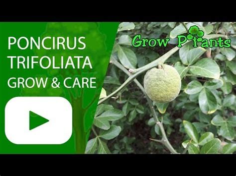 Poncirus trifoliata for sale - Grow plants | Growing plants, Plants ...