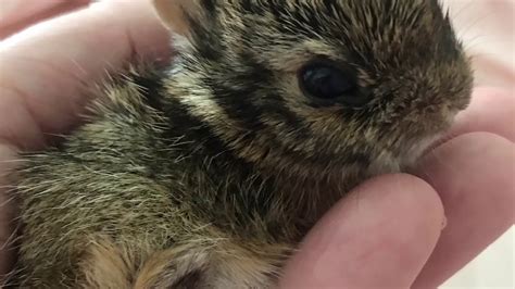 Baby Cottontail Bunny Rescued From Beagle Newborn To 3 Weeks Old
