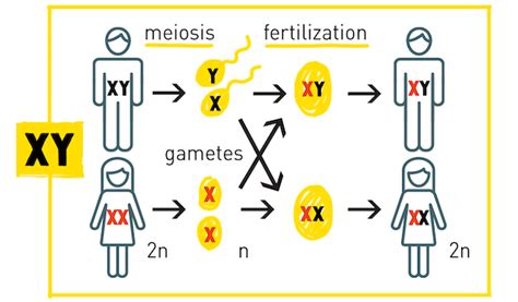 Sex Determination The X Y Z’s Of Sex Chromosomes Hudsonalpha Free