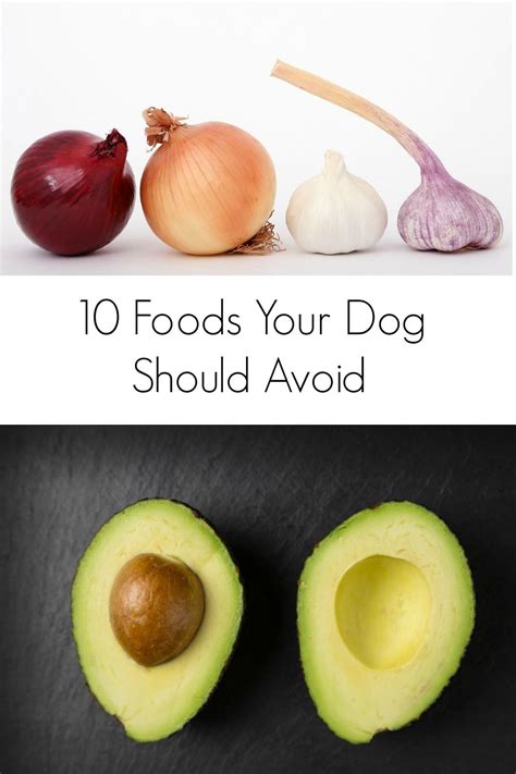 10 Foods Your Dog Should Avoid Food Your Dog Food Photography