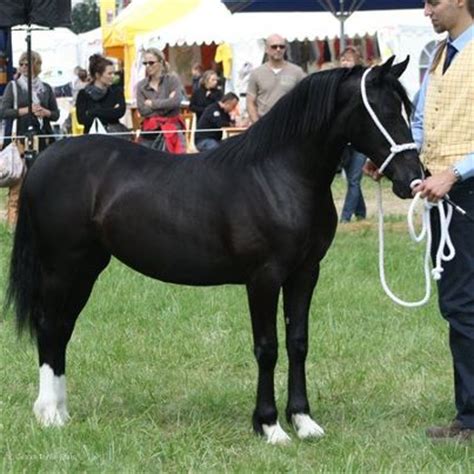 welsh mountain pony breed information history  pictures