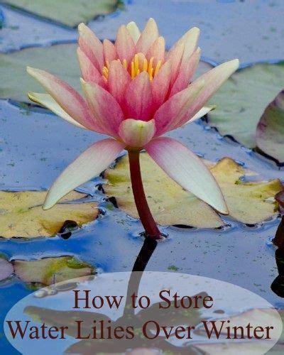 How To Store Water Lilies Over Winter Water Lilies Lilly Plants