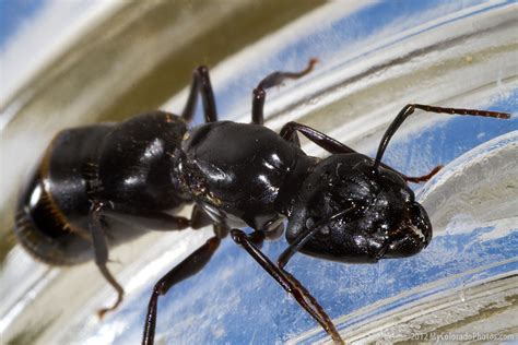 Big Black Ant