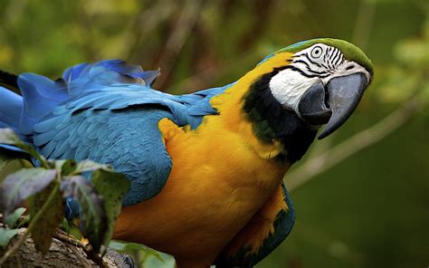 Blue Yellow Macaw Parrot Hd Wallpaper Desktop Background 766
