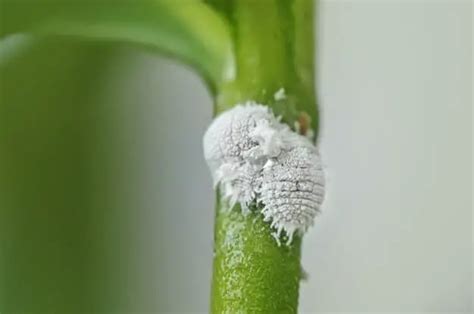 Little White Bugs In My Indoor Plant Soil House Design Ideas