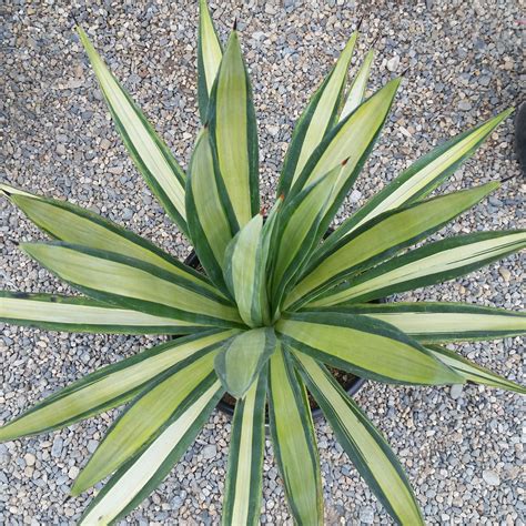 siˈsal), with the botanical name agave sisalana, is a species of flowering plant native to southern mexico but widely cultivated and naturalized in many other countries. Agave sisalana 'Mediopicta' - Variegated Hemp Agave - Mid ...