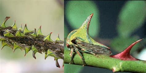Examples Of Mimicry In Animals To Appear As Plants Animals Bugs And