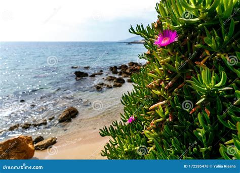 View Of A Beautiful Sandy Beach And Sea Through Green Plants And Red