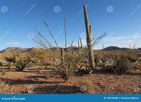 Saguaros And Other Cacti Of Saguaro National Park Arizona Stock Photo