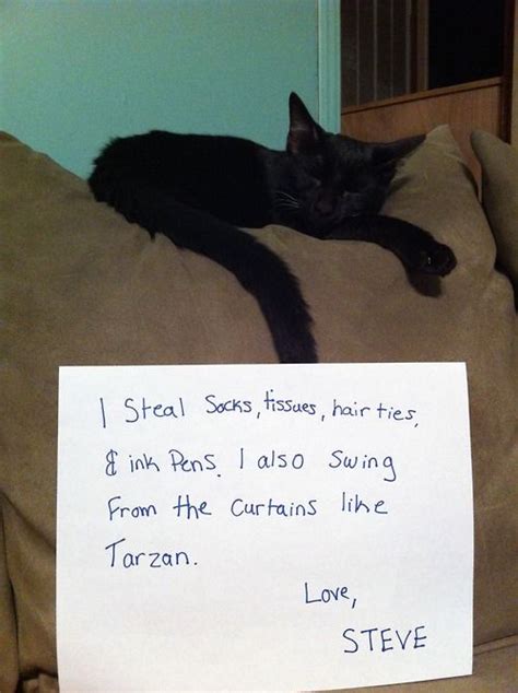 Pet Owners Shame Naughty Kitties With Hilarious Notes Artofit