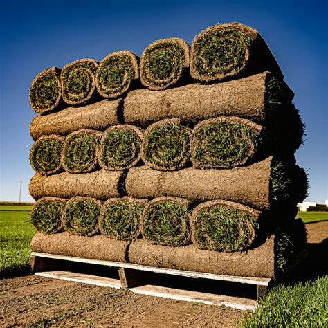 Expert Tips For Caring New Sod After Installation Sod Solutions