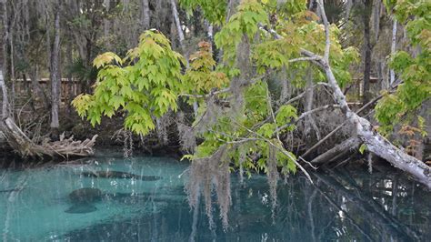Crystal River National Wildlife Refuge Florida Hikes
