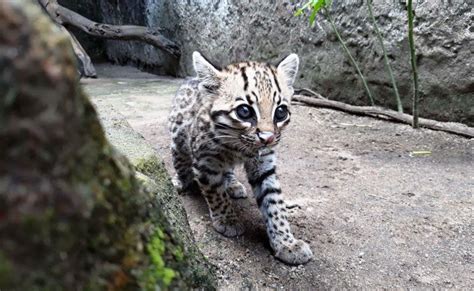 Substantivo feminino zoologia carnívoro selvagem da família dos felídeos, que vive nas américas. Jaguatirica "perdida" é resgatada - #OxeRecife