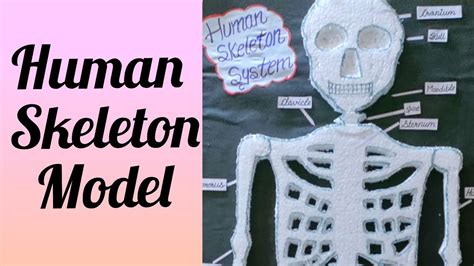 Human Skeleton Model Skeleton System Modelhuman Skeleton Model