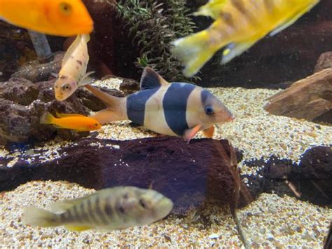 Clown Loach Care Guide Breeding Tank Size And Disease