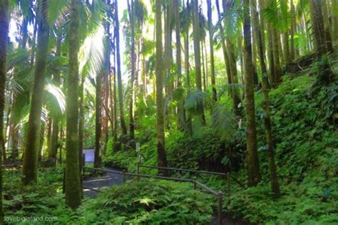 Best Botanical Gardens On The Big Island List Map Descriptions