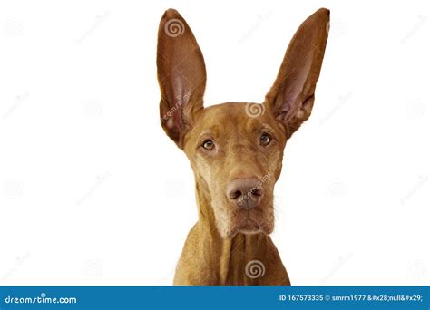 Portrait Pointer Dog With Big Ears Up Listening Concept Stock Image