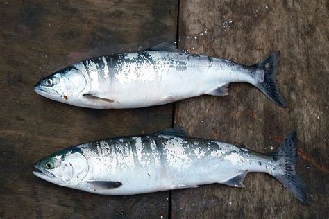 Anglers Urged To Report Pink Salmon Catches Govuk