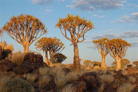 Filequiver Tree Forest Keetmanshoop 3166046355 Wikimedia Commons