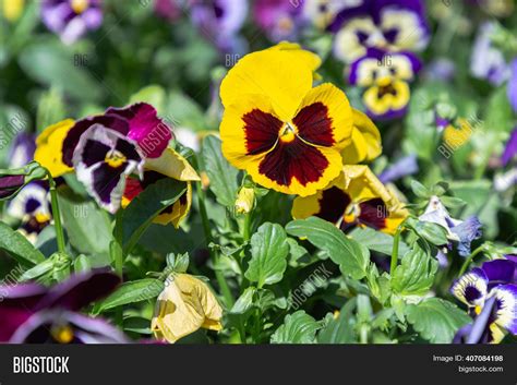 Viola Flower Flower Image And Photo Free Trial Bigstock