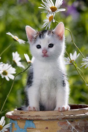 Cat 03 Kh0002 01 © Kimball Stock Tabby Kitten Standing In Flower Pot With White Flowers