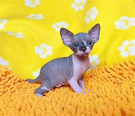 Blue Eyed Sphynx Kittens Sphynx For Adoption Affordable Cats