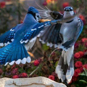 How Long Do Blue Jays Live Learn Their Life Cycle Birdwatching Buzz