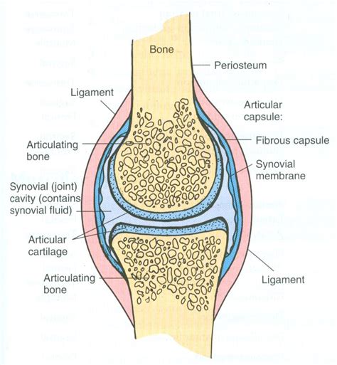 25 Best Ideas About Synovial Joint On Pinterest Human Joints Body
