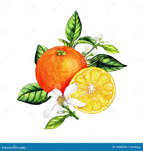 Isolated Botanical Illustration Of Orange Fruit Stock Illustration