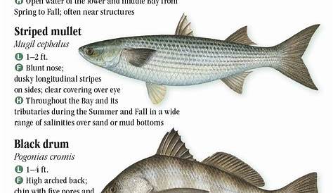 Fishes of the Chesapeake Bay – Quick Reference Publishing Retail