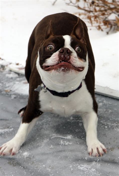 Well, how you care for a dog makes a material difference to their health and has a positive impact on boston terrier lifespan. Crazy (Dog) Love. | elephant journal