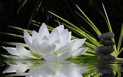 zen lotus wallpapers top free zen lotus backgrounds wallpaperaccess