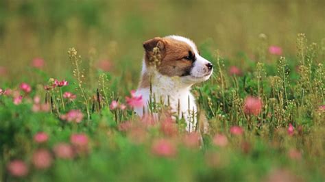 Cute Puppy Small Dog Full Hd Wallpapers Images New