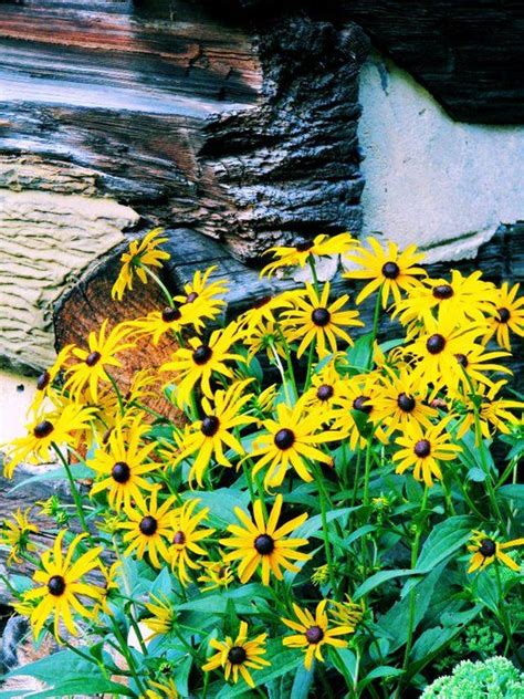This bright bloom is a top favorite for many occasions and events. Maryland State Flower - Black Eyed Susan | Black eyed ...