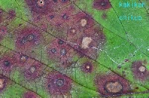 Jul 16, 2018 · learn about anthrax, an infectious illness caused by the microbe bacillus anthracis. 炭疽病 | 農研機構