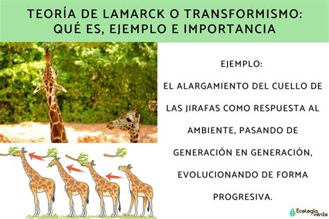 Teoría de Lamarck qué es ejemplo e importancia Resumen