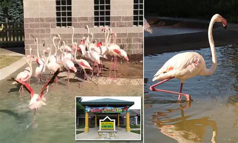 Flamingo At Illinois Zoo Is Put Down After Elementary School Student