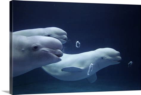 Beluga Whale Trio Blowing Toroidal Bubble Rings Wall Art Canvas Prints
