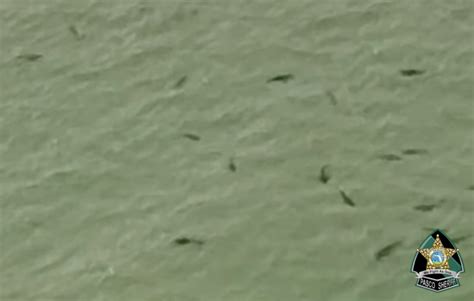 Helicopter Footage Shows Startling Amount Of Sharks Off Florida Beach