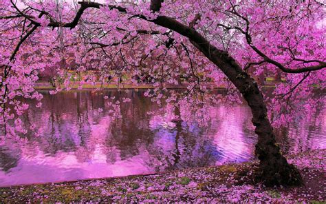 Awesome Sakura Tree Free Background Id Background Cherry
