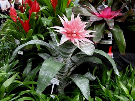 There are over 500 species of tillandsia, making it one of the broadest genera in the bromeliad family. Growing Bromeliads